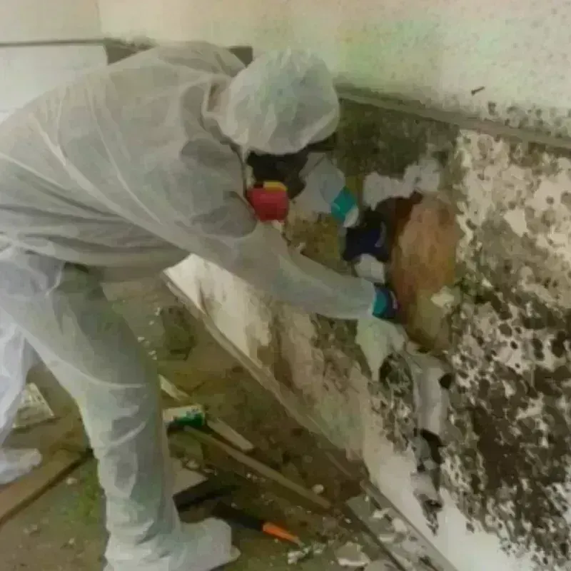 Mold Remediation and Removal in Gleed, WA